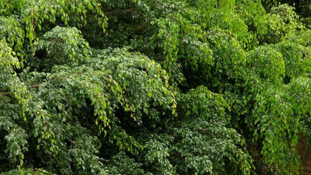 Ficus benjamina: los mejores cuidados de esta planta