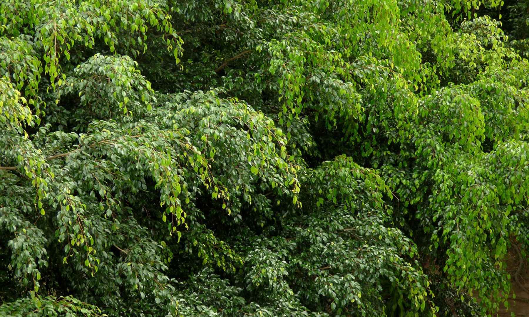 Ficus benjamina: los mejores cuidados de esta planta