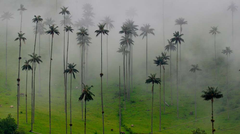 palmeras colombianas
