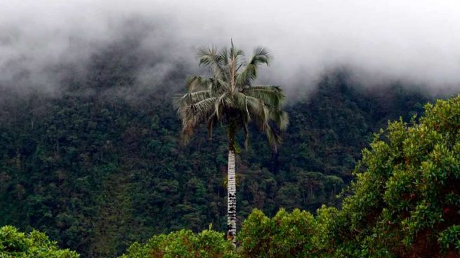 palmeras colombianas