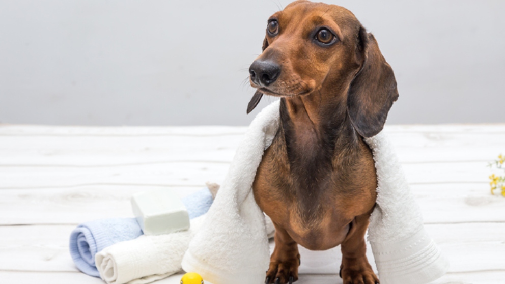 Pasos para cuidar a un perro Teckel paso a paso