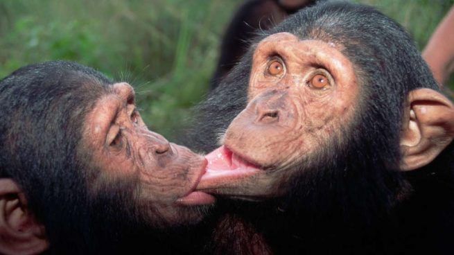 chimpancés