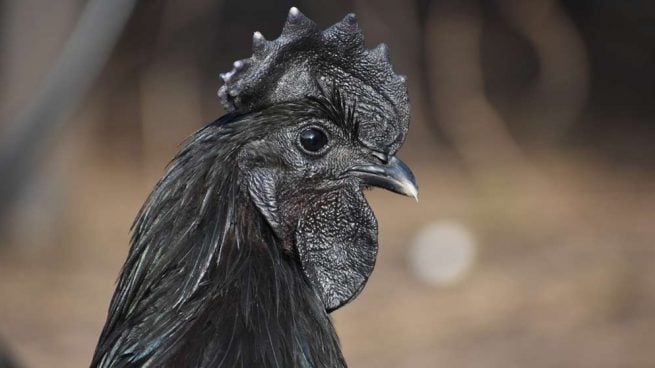 Ayam Cemani