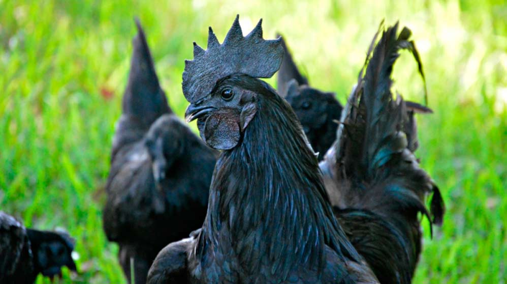 Ayam Cemani