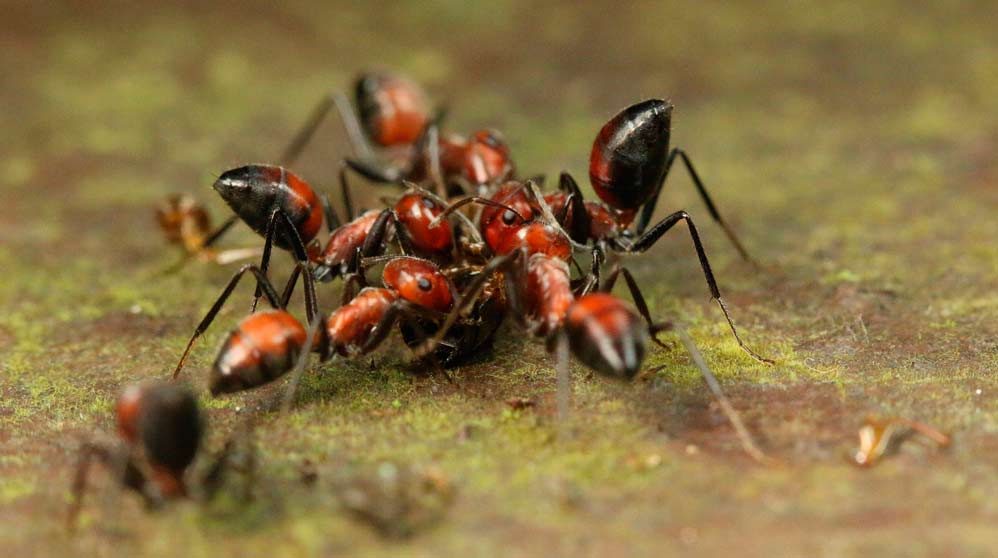 La hormiga más extraña de todas
