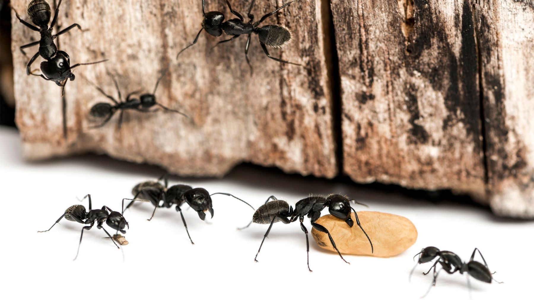 Remedios caseros sobre como acabar con las hormigas en casa