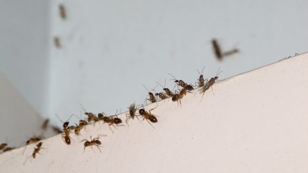 Como acabar con las hormigas en casa para siempre