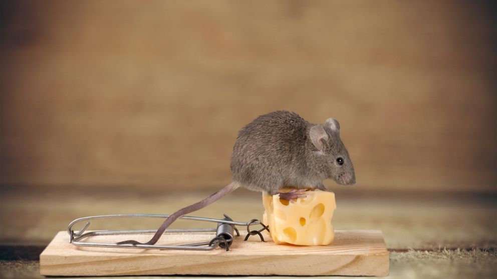 Aprende todos los pasos para hacer trampas para ratones.