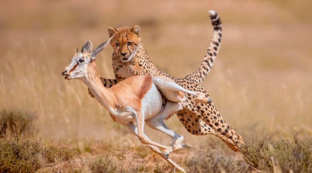 La estrategia de los guepardos para que los leones no les roben su comida