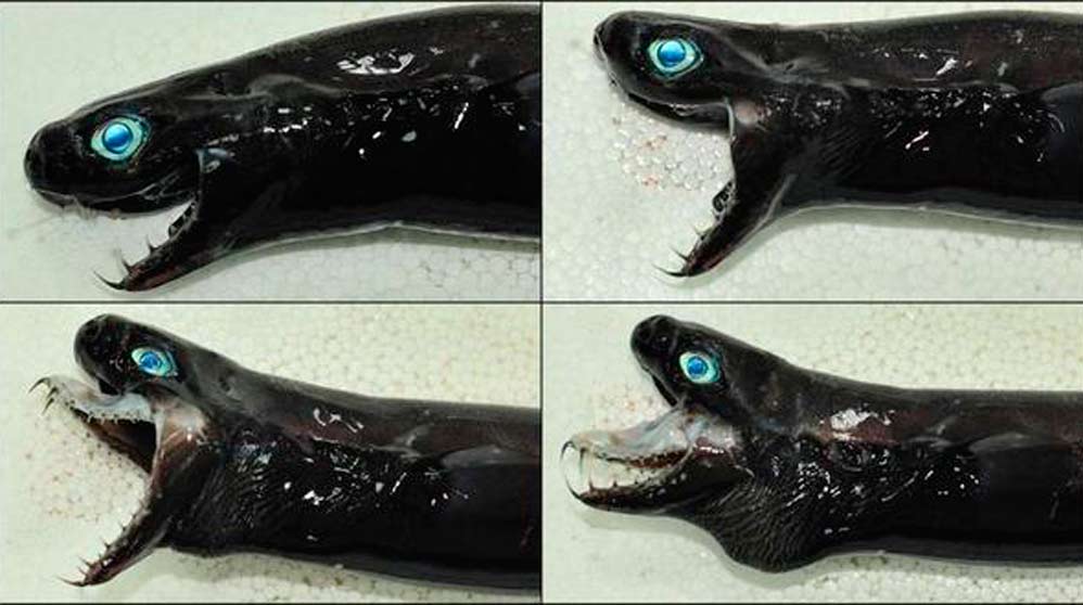 El pez alien que revoluciona el mundo