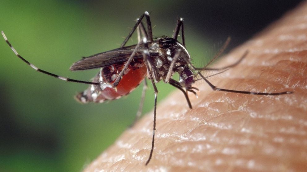 Aprende los pasos para hacer un trampa para mosquitos de forma fácil