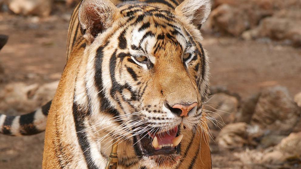 Templo del tigre: ¿es medicinal la carne de este animal?