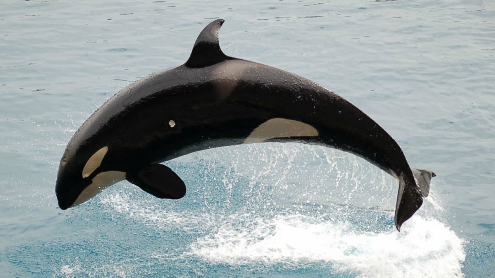 Orca asesina: ¿Cómo es en realidad?