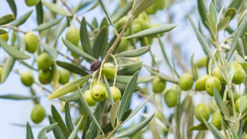 Cómo podar un olivo