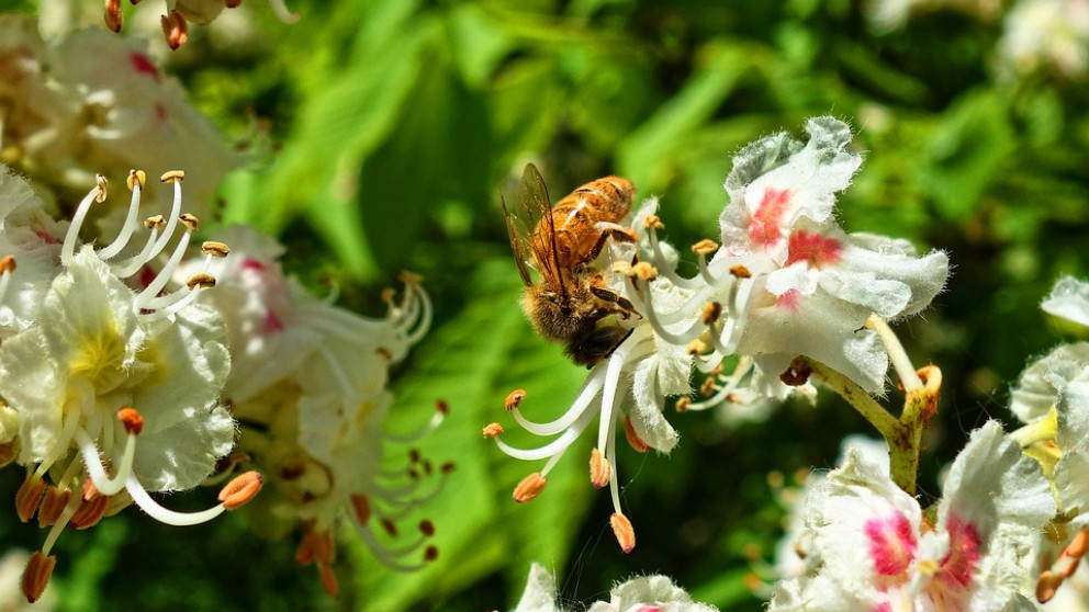 Las abejas, un insecto sorprendente.