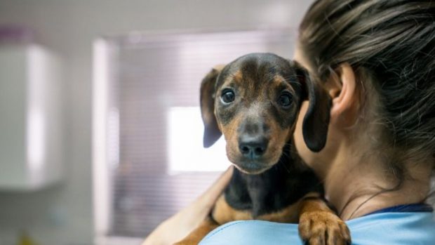 Masaje cardíaco a tu perro