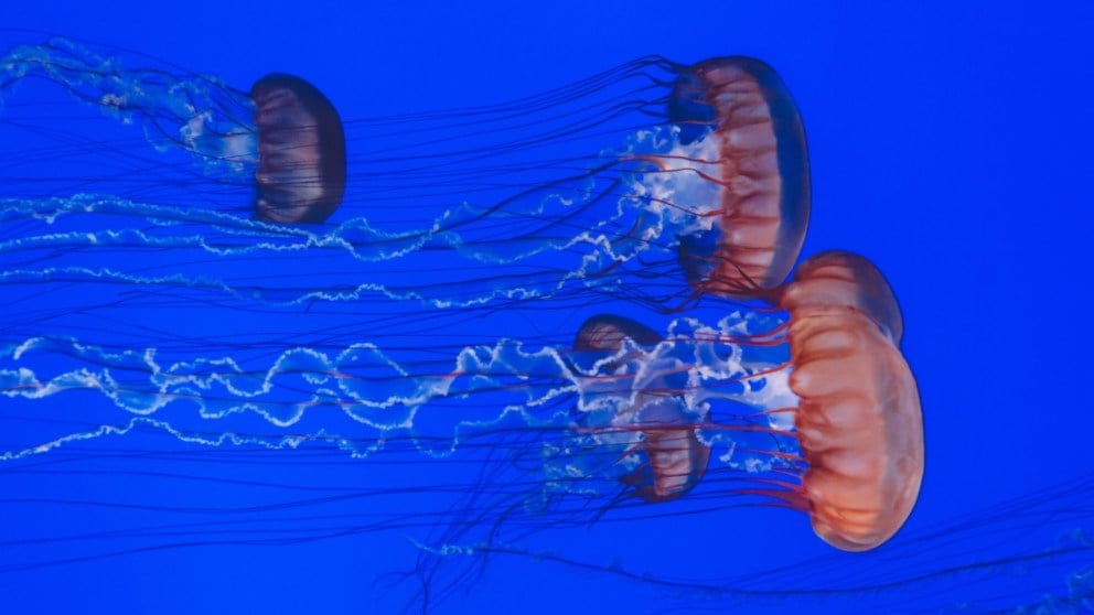 Medusas: datos curiosos sobre estos sorprendentes seres