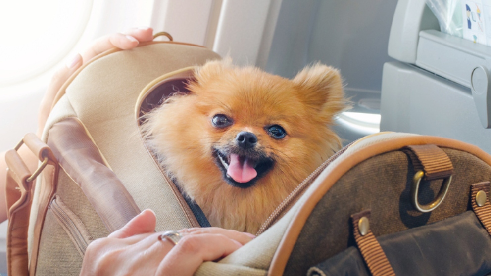 Pasos para preparar a tu perro para viajar