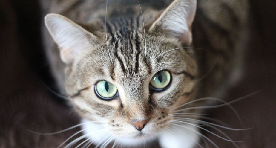 Pasos para hacer un transportín para gato con una caja de fruta