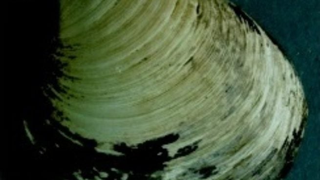 Ming: la almeja oceánica que vive 500 años