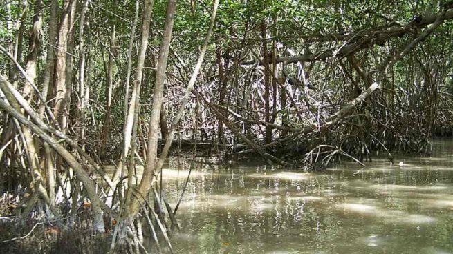 Manglar: ¿Qué es y qué tipos hay?