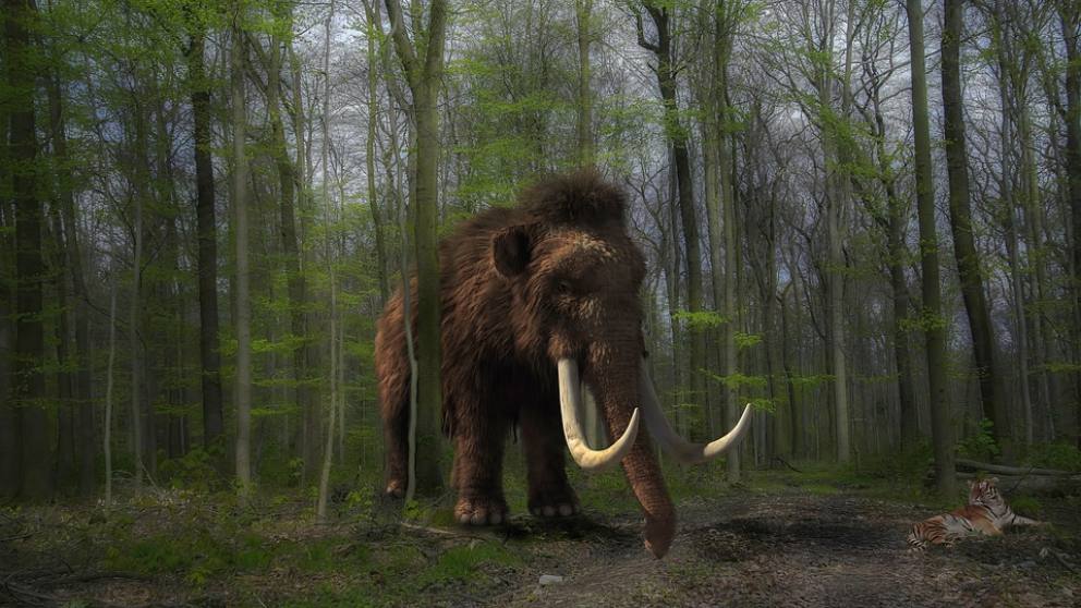 La ciencia está intentando resucitar al mamut lanudo