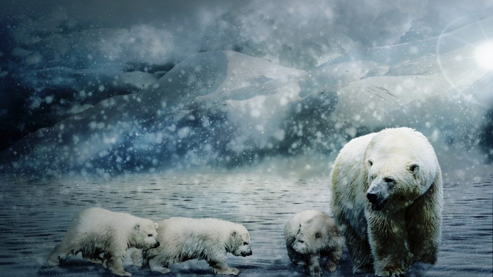 El oso polar, estandarte de la fauna del clima polar