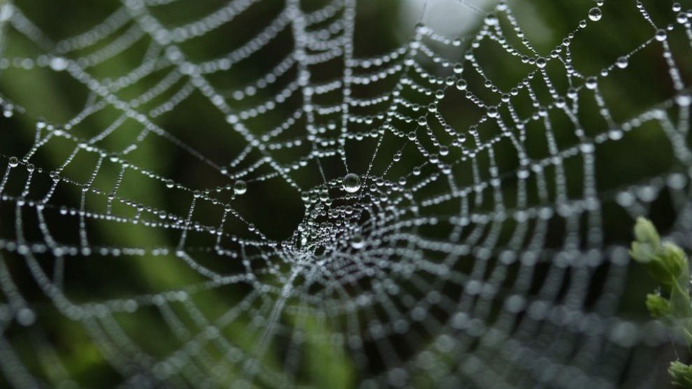 Fibras de celulosa artificial, el biomaterial más fuerte del mundo