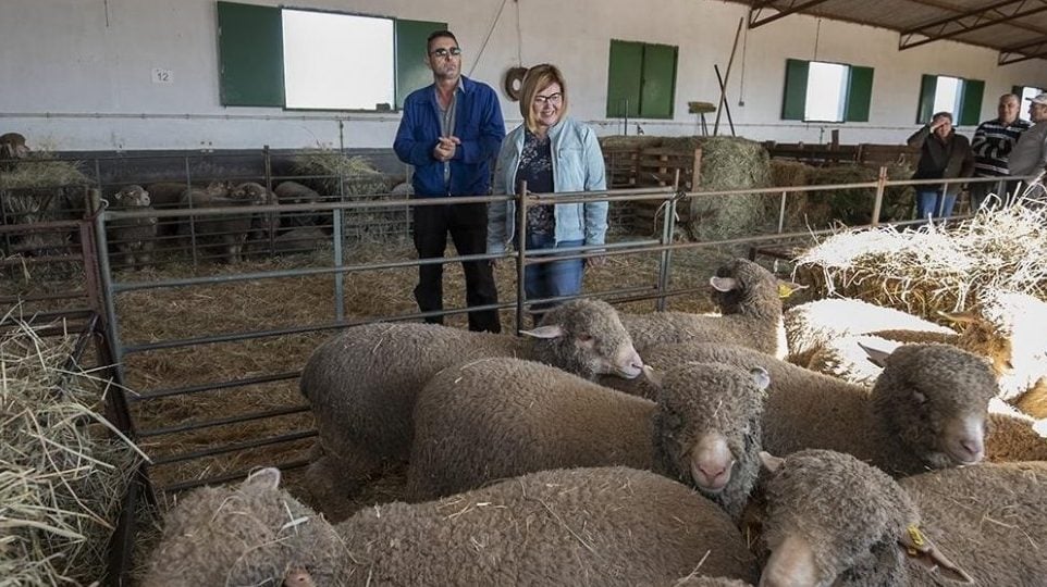 Reparto de ganado de la Diputación de Cáceres