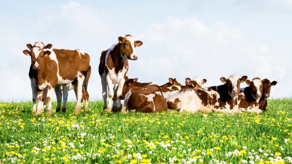 La vaca, el animal más grande del mundo… Dentro de 200 años