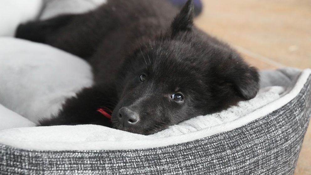 creciendo Predecir enlace Cómo hacer una cama para perros cómoda paso a paso