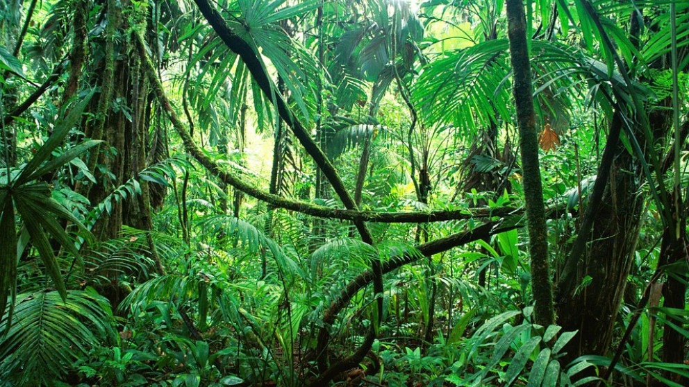 Rescatados cinco hermanos que habían sido abandonados por su madre en plena selva