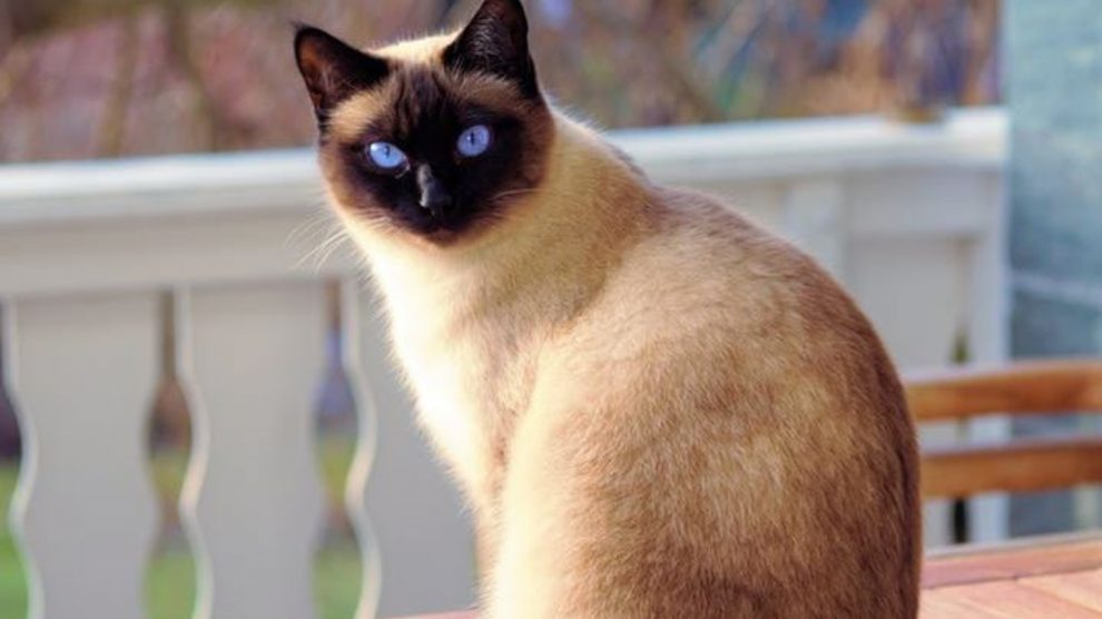 vivir con gatos