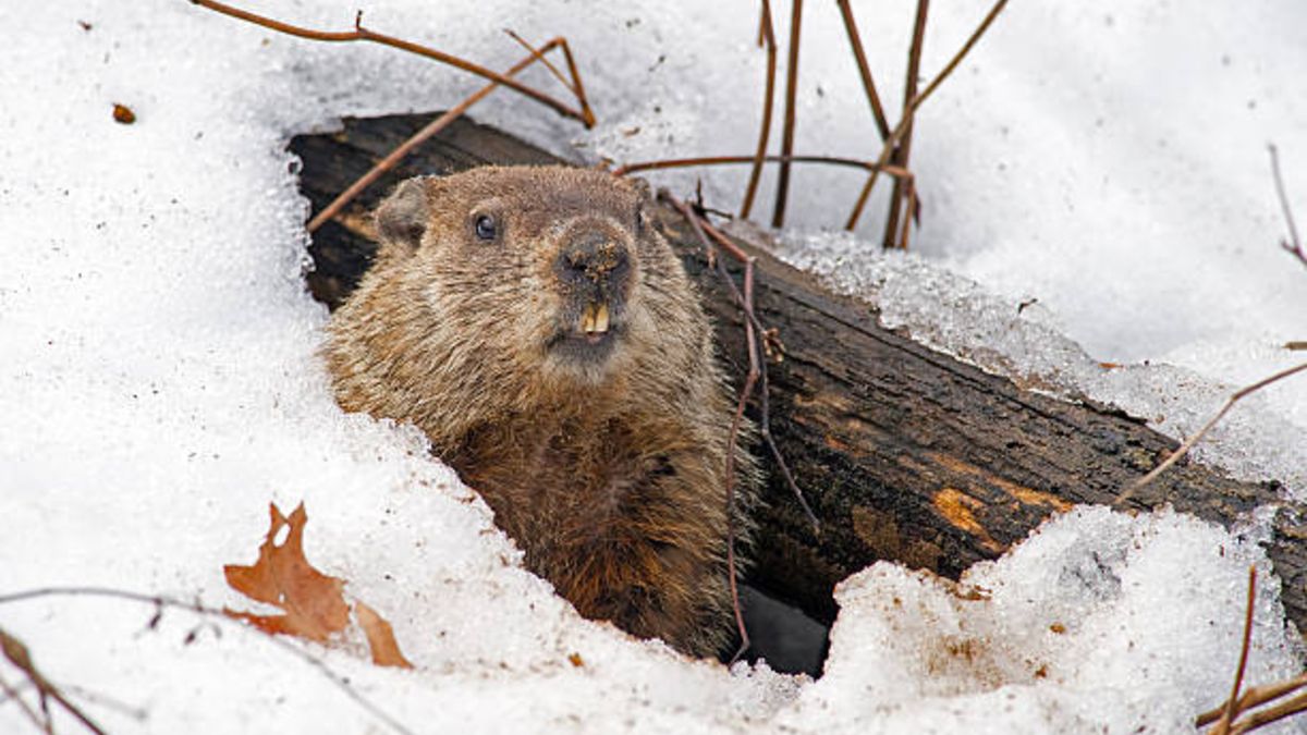 Día de la Marmota origen y significado La Neta Neta