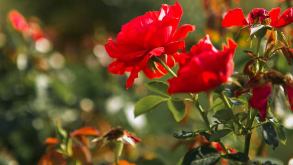 Injertar rosas