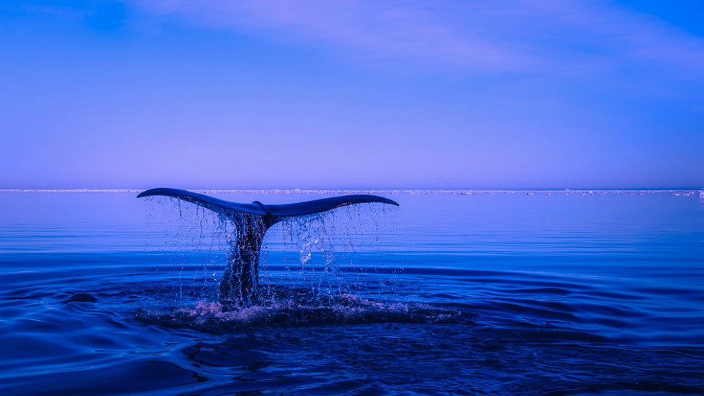 El canto de las ballenas, toda una cuiriosidad del reino animal.