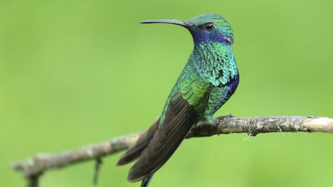 Curiosidades Sobre El Colibri