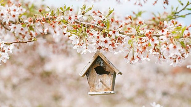 Cómo hacer una casa para pájaros? 