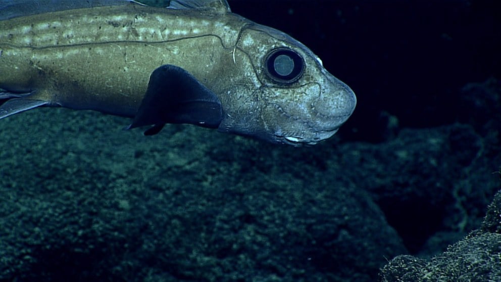 fosa-de-las-marianas-especies-que-se-pueden-encontrar