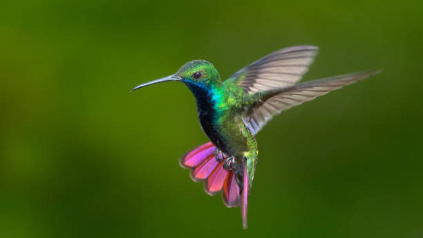 Datos curiosos sobre el colibrí