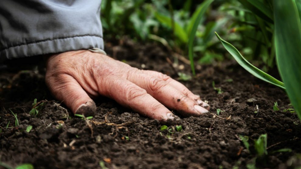 Sector agrícola (Foto: iStock)