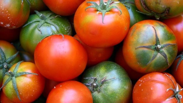 Elegir tomates