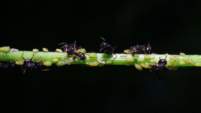 detener una invasión de hormigas