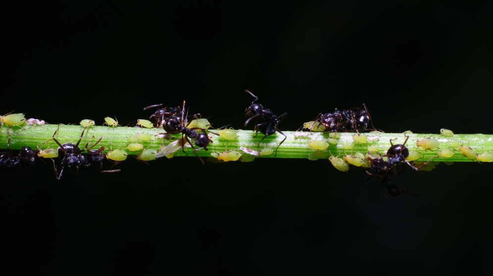 Cómo detener una invasión de hormigas de forma eficaz