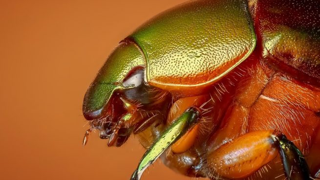 Principales características del escarabajo blanco