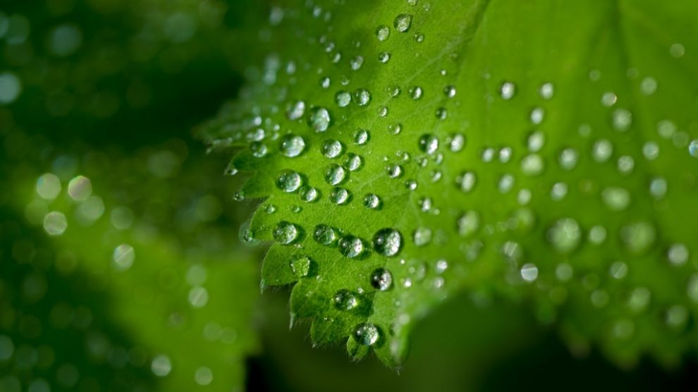 La Fotosintesis, fundamental para el reino vegetal.