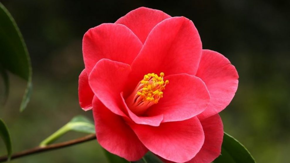 aceite de camelia