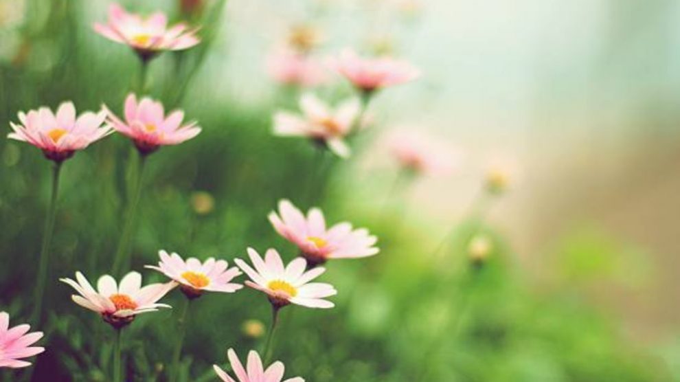 Pasos para hacer un jardín de flores silvestres