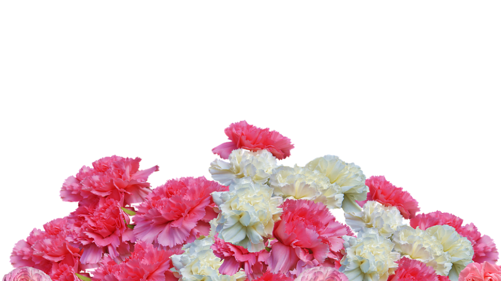 Significado de los claveles blancos