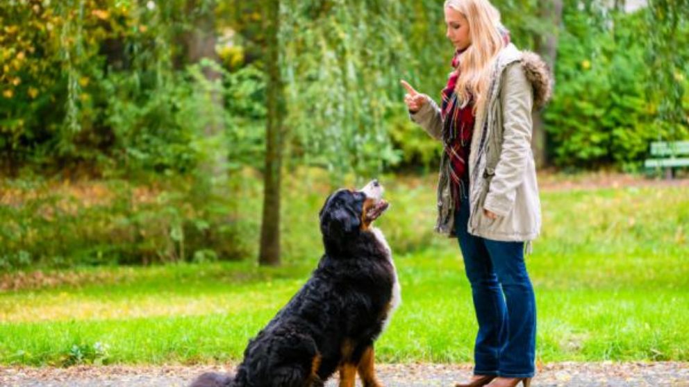 Los pasos para saber cómo entrenar a un perro para que se siente